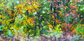 Around the oak By Cat Croxford